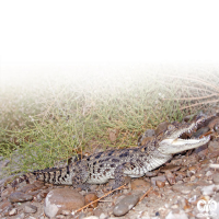 گونه کروکودیل پوزه کوتاه Mugger Crocodile